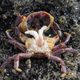 A dissected crab, revealing its full bounty (Image: Nahuel Farias)